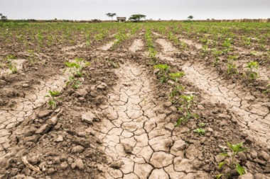 ARBA otorgó exenciones impositivas para productores afectados por la sequía