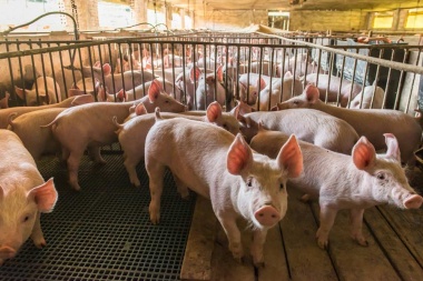 Alerta sanitaria por la Peste Porcina Africana