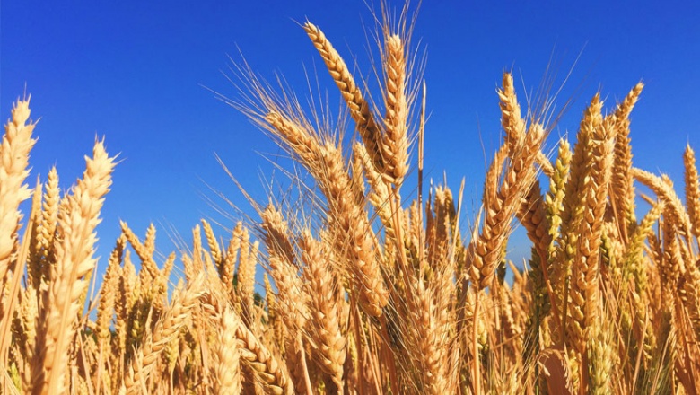 Las lluvias le dieron un empujón al trigo y se espera un 10% más de lo proyectado hace un mes