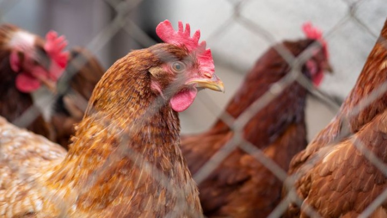El SENASA estableció nuevas medidas sanitarias para frenar la gripe aviar