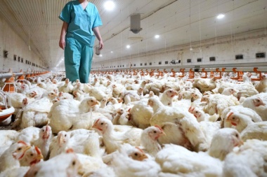 Decretan la emergencia sanitaria por gripe aviar