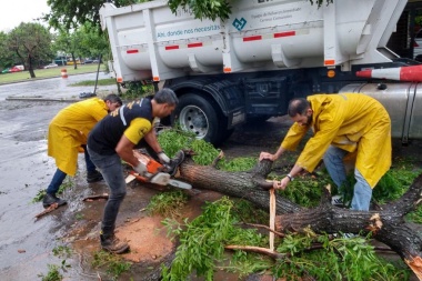 Por el fuerte temporal, se registró la caída de más de 200 árboles en la ciudad
