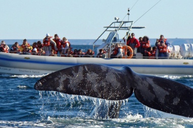 Chubut: comenzó la llegada de ballenas a Península Valdés