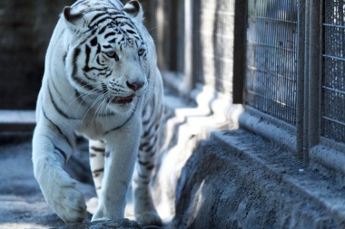Murió Dhara, la tigresa blanca del zoológico de La Plata