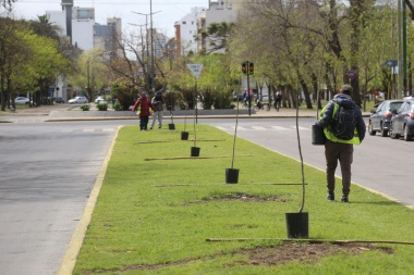 La Municipalidad de La Plata plantó mil nuevos ejemplares de Jacarandá en la ciudad