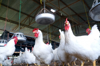 El Gobierno evalúa medidas ante el avance de la gripe aviar