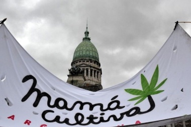 El Senado aprobó un marco regulatorio para la producción de cannabis medicinal