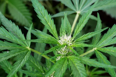 Promulgan la Ley de Cannabis Medicinal y Cáñamo Industrial