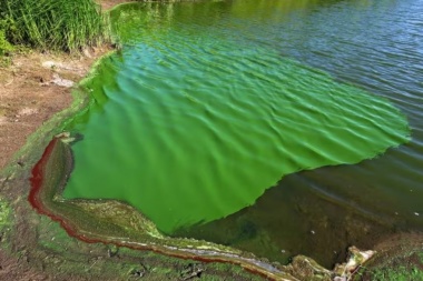 Recomiendan no consumir pescado ni ingerir agua de laguna de Monte Hermoso por cianobacterias