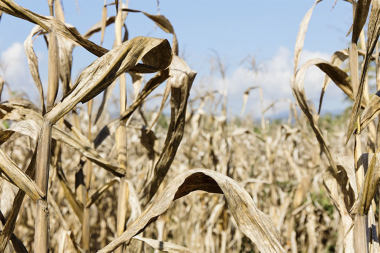 La sequía golpea fuertemente la producción de maíz y trigo