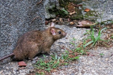 Ya son cuatro los casos de hantavirus en el territorio bonaerense