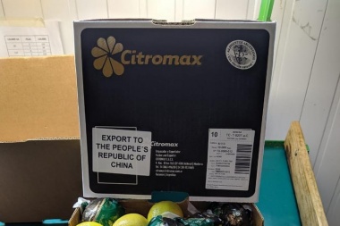 Exportaciones: el jueves sale el primer embarque de limones tucumanos a China