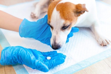 Las farmacias comenzarán a vender remedios para mascotas recetados por veterinarios