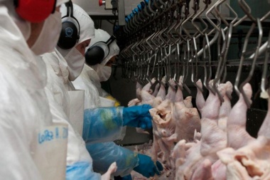 Por la gripe aviar, cae el consumo de carne de pollo