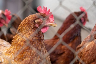 El SENASA estableció nuevas medidas sanitarias para frenar la gripe aviar