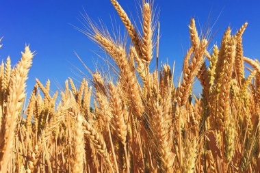 Preocupa el impacto de la suba internacional del trigo