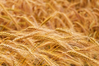 El precio del trigo retrocederá al valor de enero