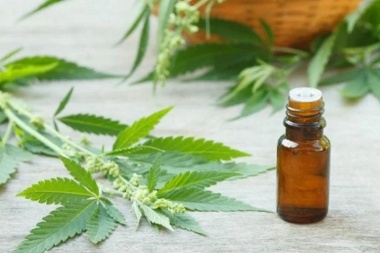 Las farmacias bonaerenses comenzarán a vender aceite de cannabis