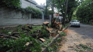 Poda de árboles: severas multas y hasta prisión para quienes la realicen en verano