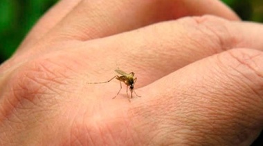 El Ministerio de Salud realizó recomendaciones para combatir a los mosquitos peligrosos