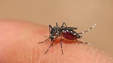 Dengue en La Plata, “No estamos preocupados, sino ocupados con esta problemática”