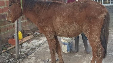 La Municipalidad intervino en un caso de tenencia animal irresponsable