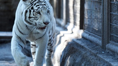Murió Dhara, la tigresa blanca del zoológico de La Plata