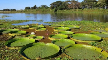 El Senado debate una ley de humedales