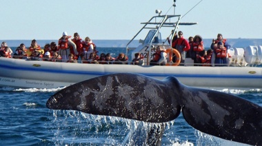 Chubut: comenzó la llegada de ballenas a Península Valdés