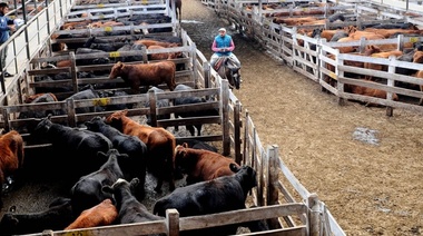 Presentan el Plan Ganadero para exportar carne vacuna