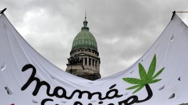 El Senado aprobó un marco regulatorio para la producción de cannabis medicinal