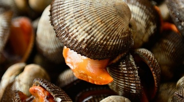 "Marea roja", el fenómeno que complica el consumo de moluscos en Chubut