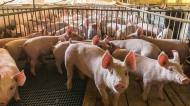 Alerta sanitaria por la Peste Porcina Africana
