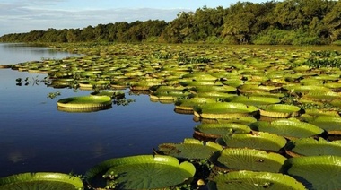 Volverán a presentar la Ley de Humedales