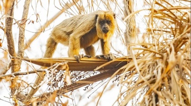 Juan Cabandié: "Además de las dificultades logísticas, hay sequía y altas temperaturas"