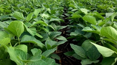 El conflicto en Ucrania provocó el aumento de los precios de la soja, el trigo y el maíz