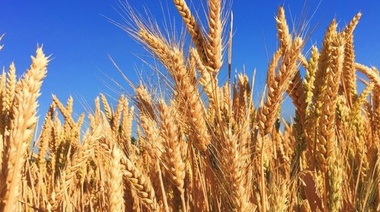 Preocupa el impacto de la suba internacional del trigo