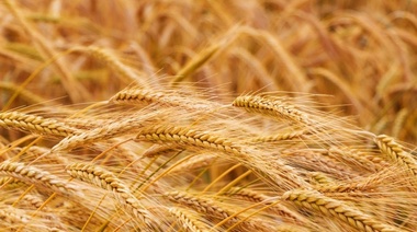 El precio del trigo retrocederá al valor de enero
