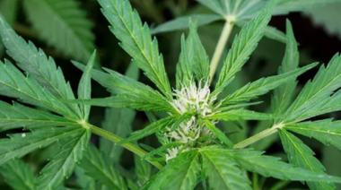 Promulgan la Ley de Cannabis Medicinal y Cáñamo Industrial