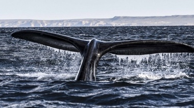 Diputados aprobó la creación del Área Marina Protegida Bentónica