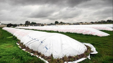 El BCRA aprobó un nuevo instrumento para incentivar al sector agroexportador a liquidar la cosecha