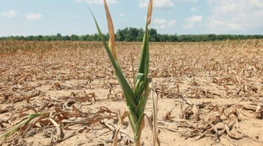 Nación declaró la emergencia y el desastre agropecuario en once provincias
