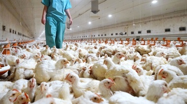 Decretan la emergencia sanitaria por gripe aviar