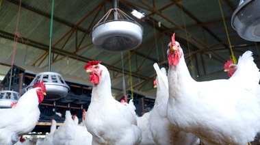 El Gobierno evalúa medidas ante el avance de la gripe aviar