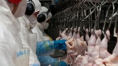 Por la gripe aviar, cae el consumo de carne de pollo