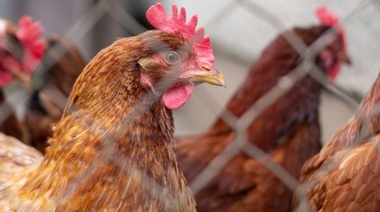El SENASA estableció nuevas medidas sanitarias para frenar la gripe aviar