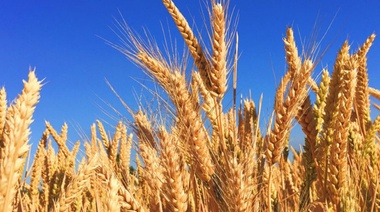 Las lluvias le dieron un empujón al trigo y se espera un 10% más de lo proyectado hace un mes